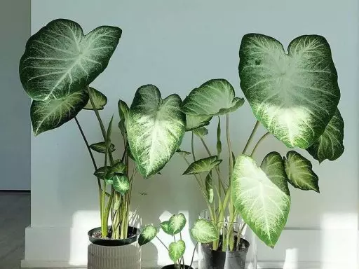 Botanická burza