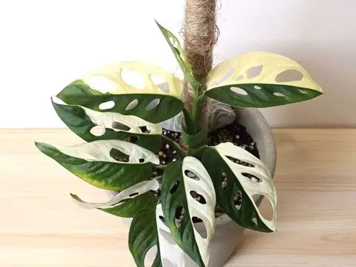 Botanická burza