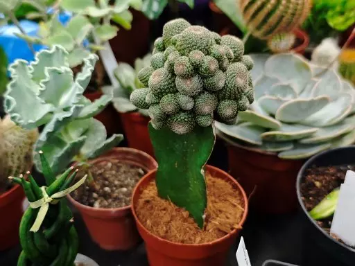 Botanická burza
