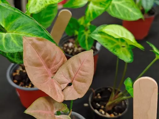 Botanická burza