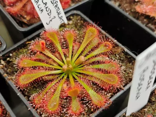 Botanická burza