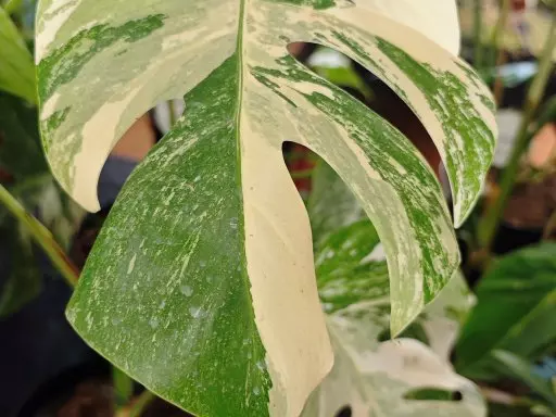Botanická burza