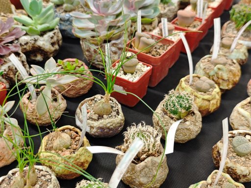 Botanická burza