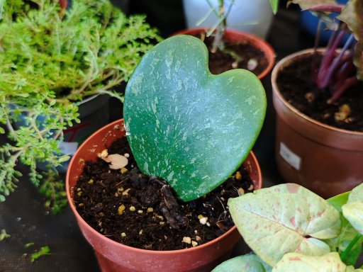 Botanická burza